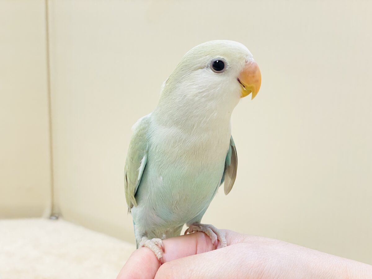 ぽわわ~ん♡見てるだけで癒されます✨️コザクラインコ(シナモン) コザクラインコ(小桜インコ)