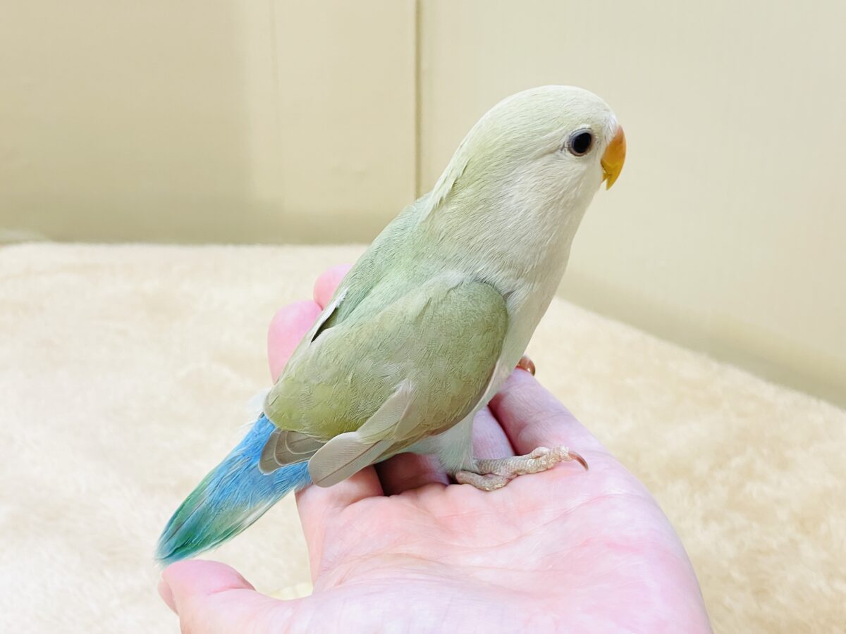ぽわわ~ん♡見てるだけで癒されます✨️コザクラインコ(シナモン) コザクラインコ(小桜インコ)