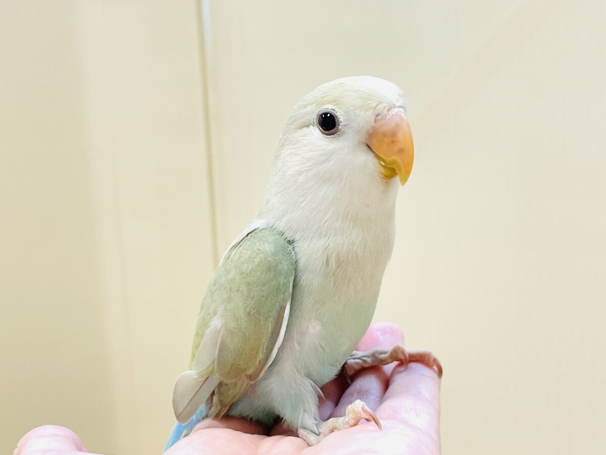 ぽわわ~ん♡見てるだけで癒されます✨️コザクラインコ(シナモン) コザクラインコ(小桜インコ)