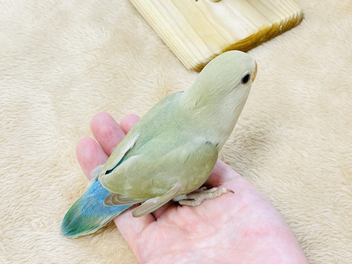 ぽわわ~ん♡見てるだけで癒されます✨️コザクラインコ(シナモン) コザクラインコ(小桜インコ)