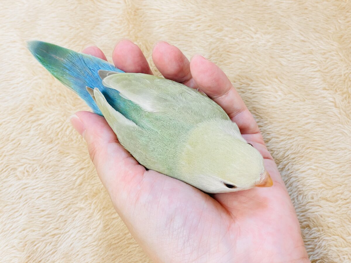 ぽわわ~ん♡見てるだけで癒されます✨️コザクラインコ(シナモン) コザクラインコ(小桜インコ)