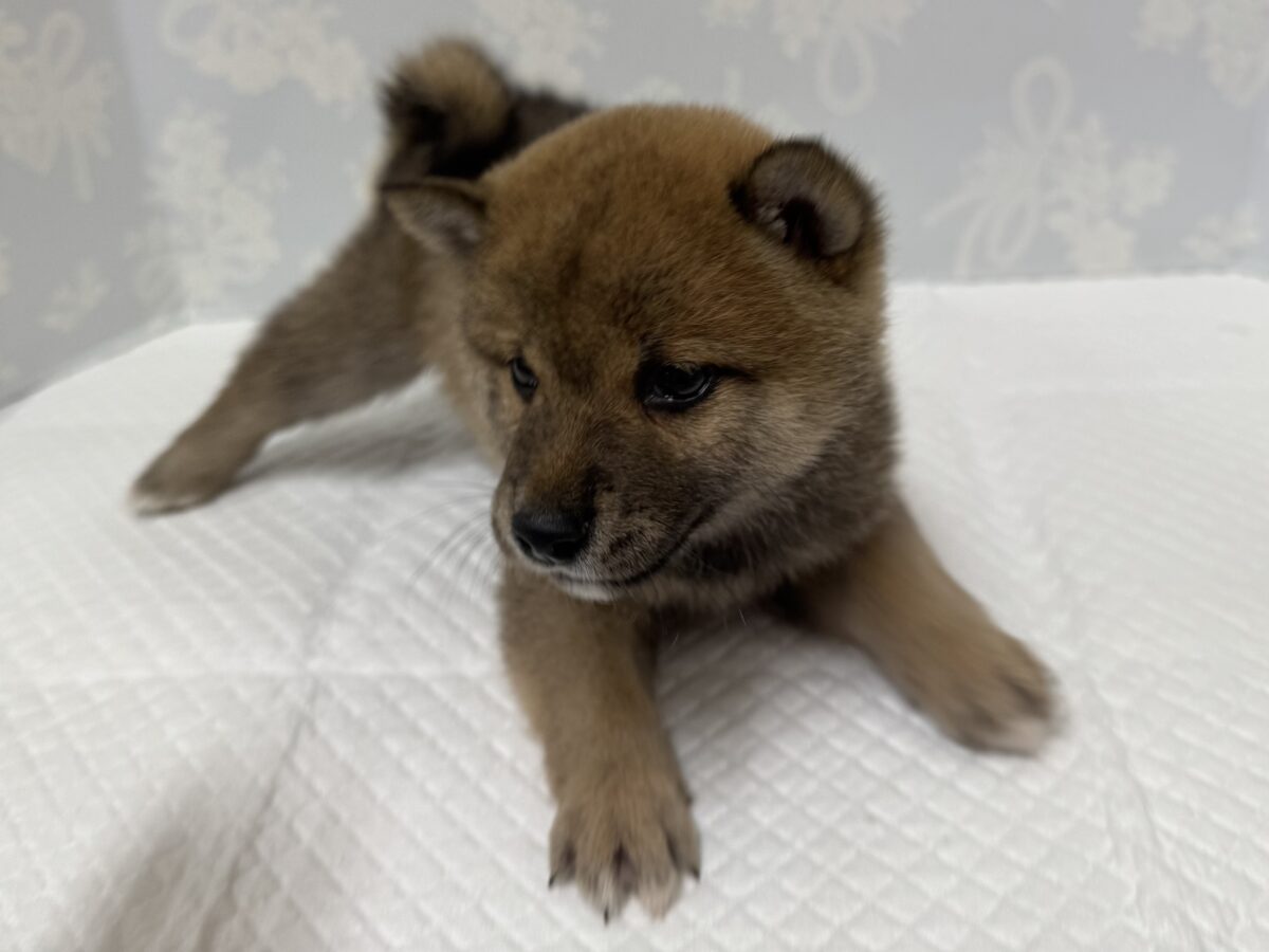 大人気♡豆柴の男の子がやってきた!🐕🩷 豆柴