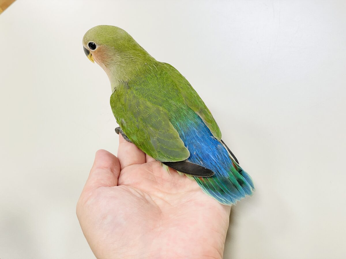【最新画像🪄︎︎✨カゴデビュー】マイナスイオン放出中〜🐣🫧コザクラインコ(ノーマル) コザクラインコ(小桜インコ)