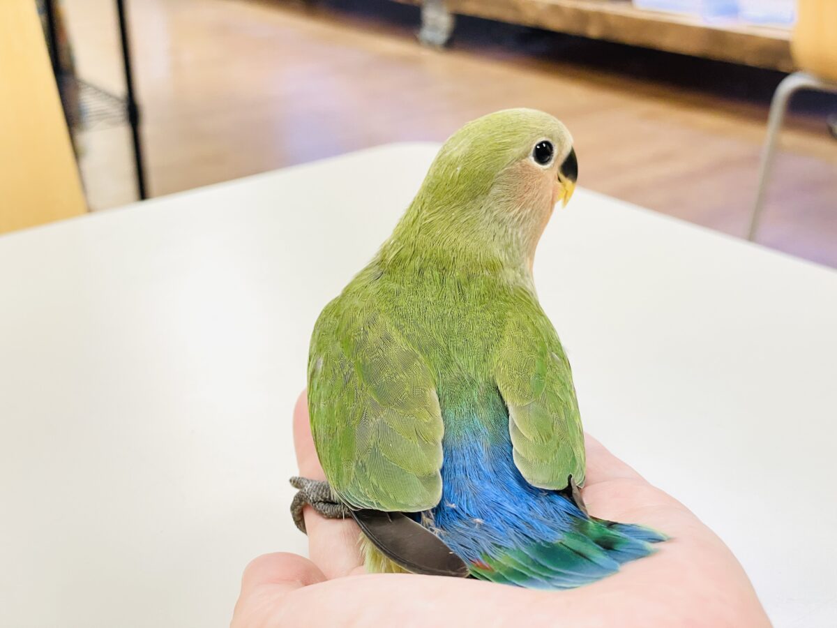 【最新画像🪄︎︎✨カゴデビュー】マイナスイオン放出中〜🐣🫧コザクラインコ(ノーマル) コザクラインコ(小桜インコ)