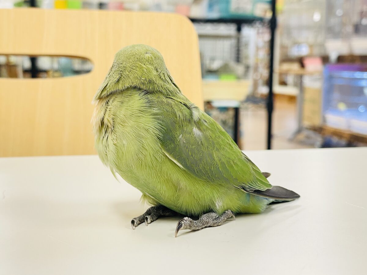 【最新画像🪄︎︎✨カゴデビュー】マイナスイオン放出中〜🐣🫧コザクラインコ(ノーマル) コザクラインコ(小桜インコ)