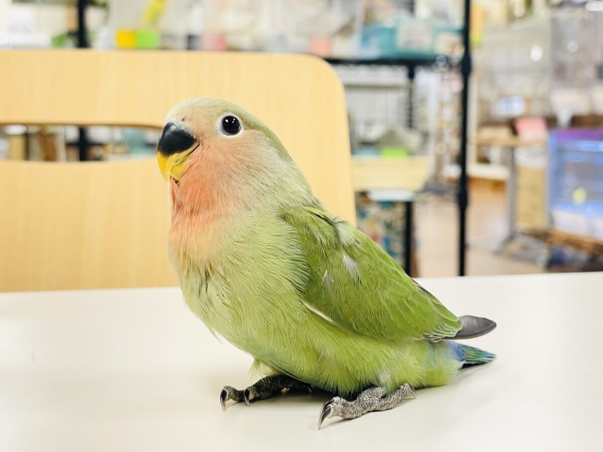 【最新画像🪄︎︎✨カゴデビュー】マイナスイオン放出中〜🐣🫧コザクラインコ(ノーマル) コザクラインコ(小桜インコ)