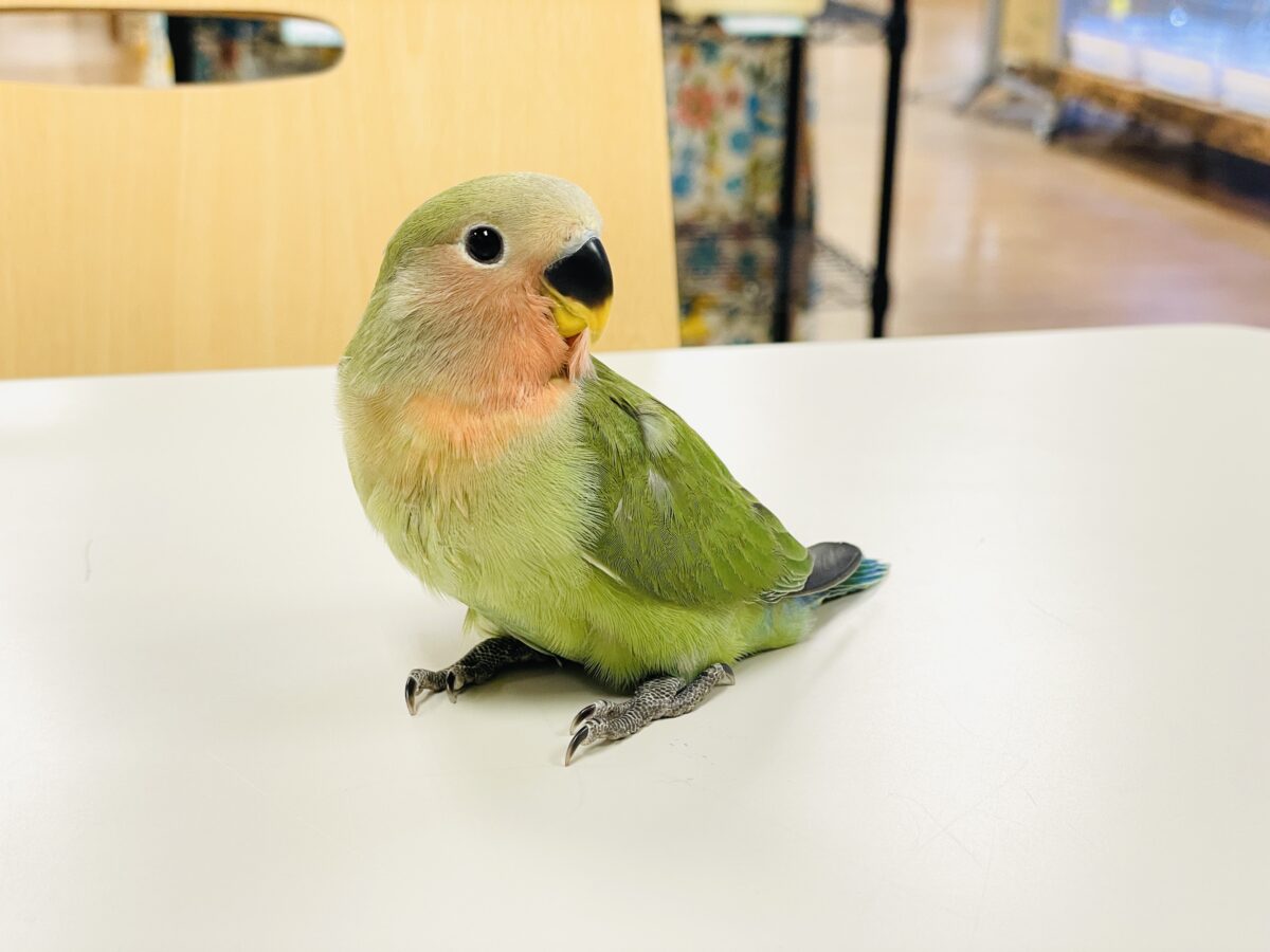 【最新画像🪄︎︎✨カゴデビュー】マイナスイオン放出中〜🐣🫧コザクラインコ(ノーマル) コザクラインコ(小桜インコ)