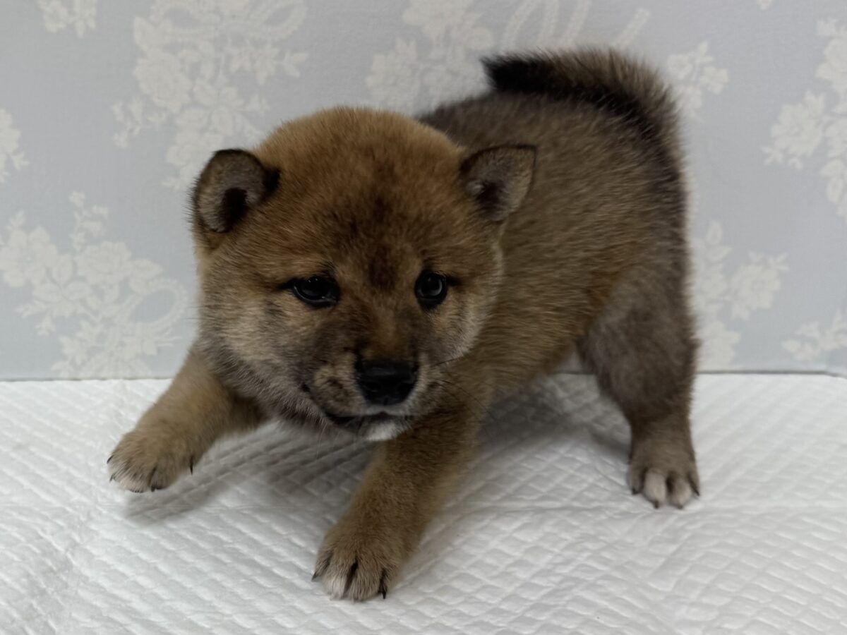 大人気♡豆柴の男の子がやってきた!🐕🩷 豆柴