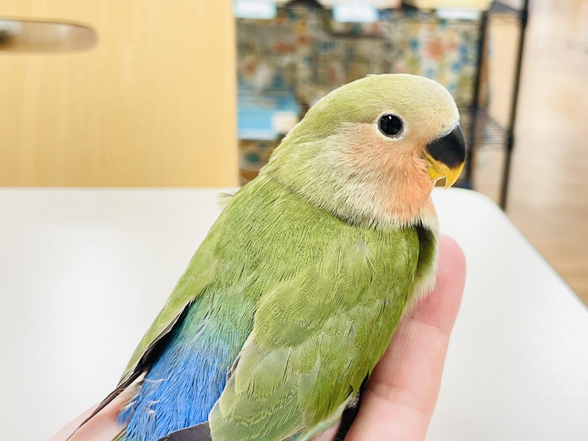 【最新画像🪄︎︎✨カゴデビュー】マイナスイオン放出中〜🐣🫧コザクラインコ(ノーマル) コザクラインコ(小桜インコ)