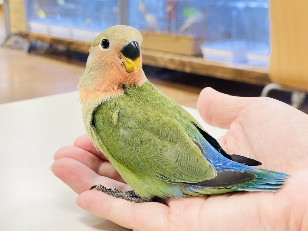 【最新画像🪄︎︎✨カゴデビュー】マイナスイオン放出中〜🐣🫧コザクラインコ(ノーマル) コザクラインコ(小桜インコ)