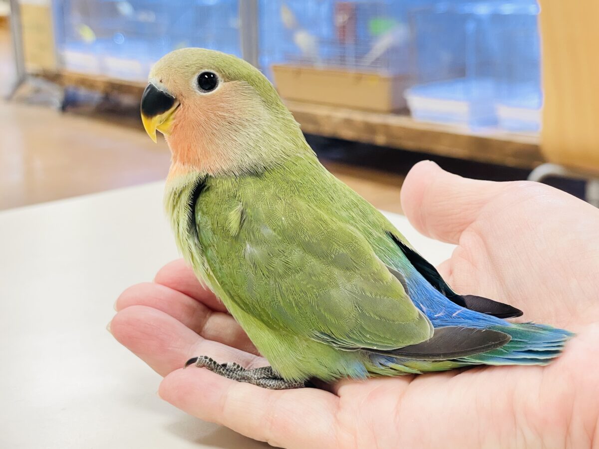 【最新画像🪄︎︎✨カゴデビュー】マイナスイオン放出中〜🐣🫧コザクラインコ(ノーマル) コザクラインコ(小桜インコ)