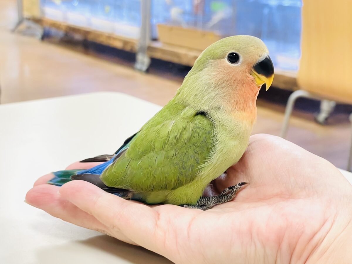 【最新画像🪄︎︎✨カゴデビュー】マイナスイオン放出中〜🐣🫧コザクラインコ(ノーマル) コザクラインコ(小桜インコ)