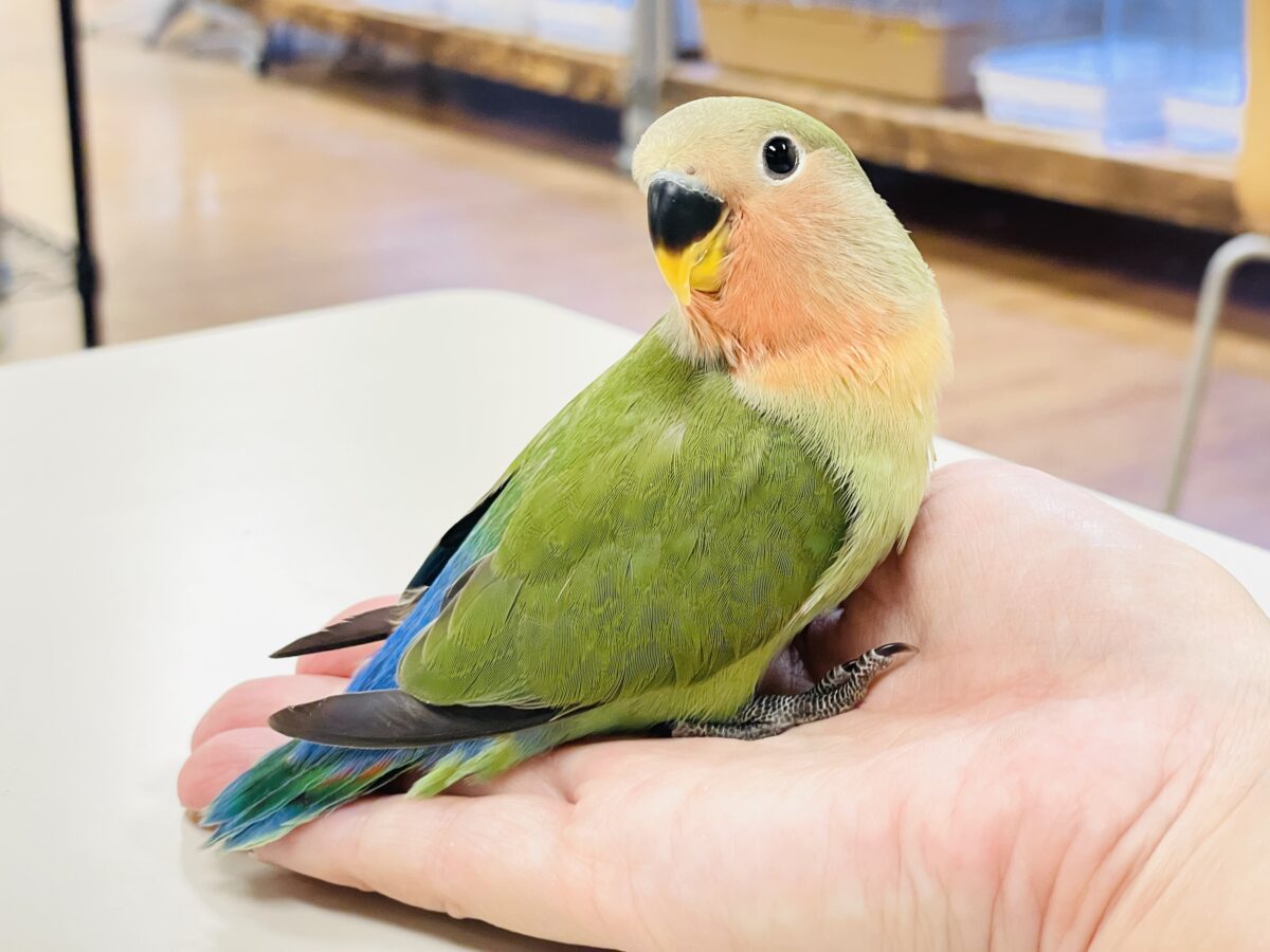 【最新画像🪄︎︎✨カゴデビュー】マイナスイオン放出中〜🐣🫧コザクラインコ(ノーマル) コザクラインコ(小桜インコ)