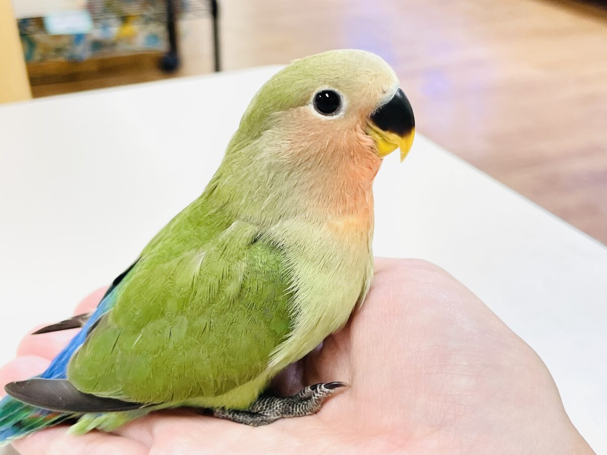 【最新画像🪄︎︎✨カゴデビュー】マイナスイオン放出中〜🐣🫧コザクラインコ(ノーマル) コザクラインコ(小桜インコ)