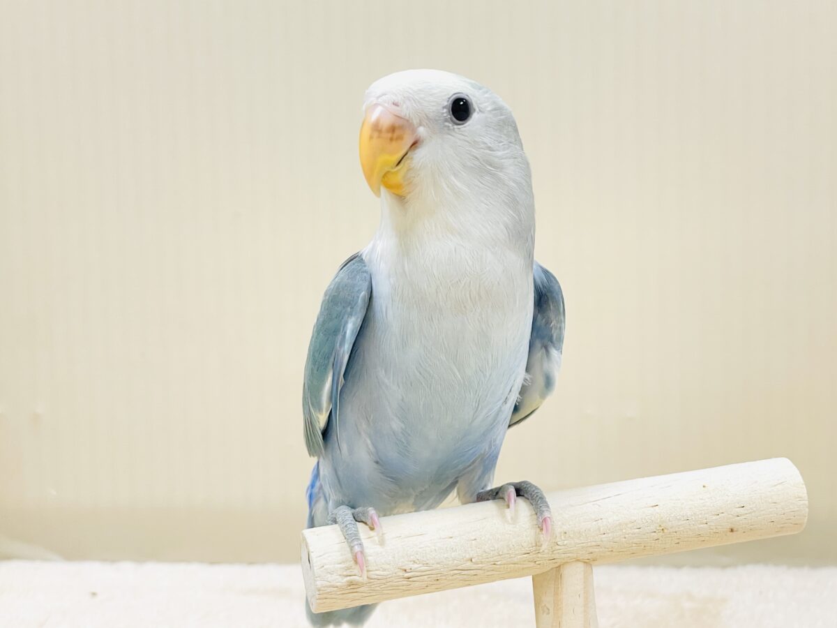 【最新画像】爽やかでクールな夏だよ~😎✨コザクラインコ(ダークチェリーオパーリンパイド) コザクラインコ(小桜インコ)