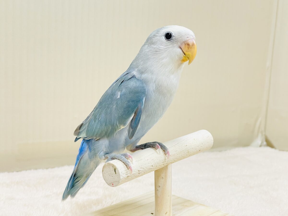 【最新画像】爽やかでクールな夏だよ~😎✨コザクラインコ(ダークチェリーオパーリンパイド) コザクラインコ(小桜インコ)