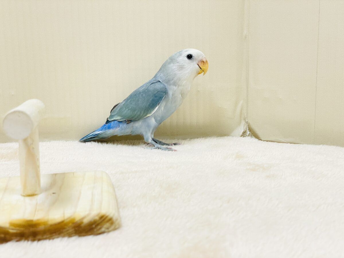 【最新画像】爽やかでクールな夏だよ~😎✨コザクラインコ(ダークチェリーオパーリンパイド) コザクラインコ(小桜インコ)