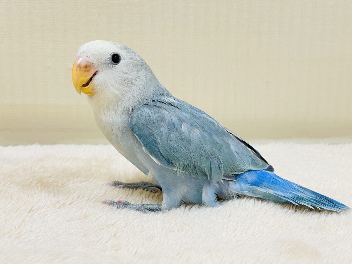 【最新画像】爽やかでクールな夏だよ~😎✨コザクラインコ(ダークチェリーオパーリンパイド) コザクラインコ(小桜インコ)