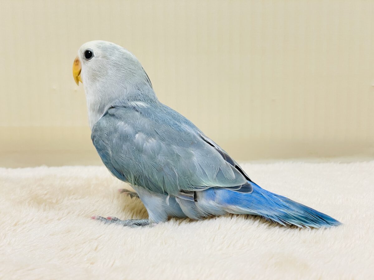 【最新画像】爽やかでクールな夏だよ~😎✨コザクラインコ(ダークチェリーオパーリンパイド) コザクラインコ(小桜インコ)