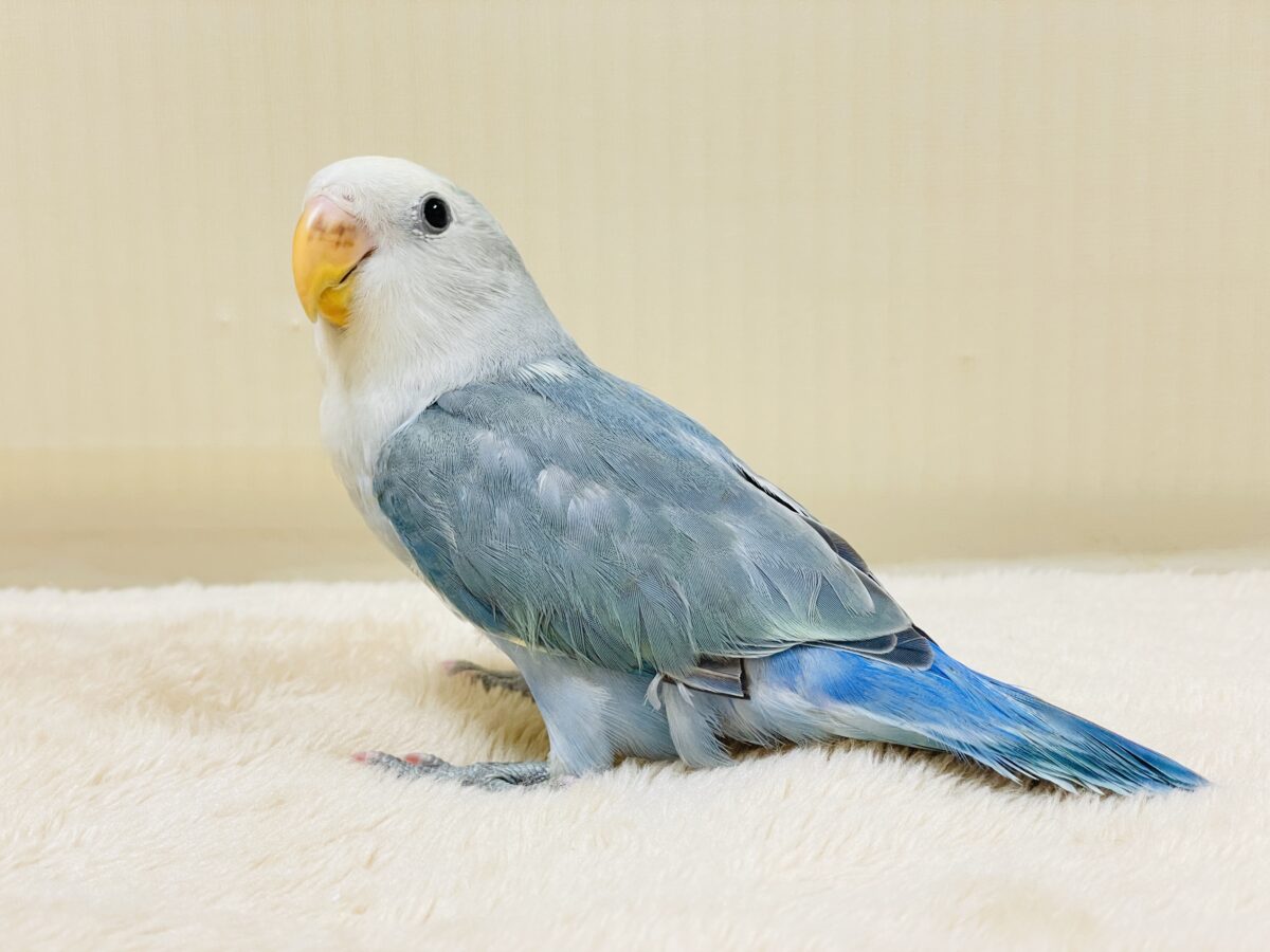 【最新画像】爽やかでクールな夏だよ~😎✨コザクラインコ(ダークチェリーオパーリンパイド) コザクラインコ(小桜インコ)