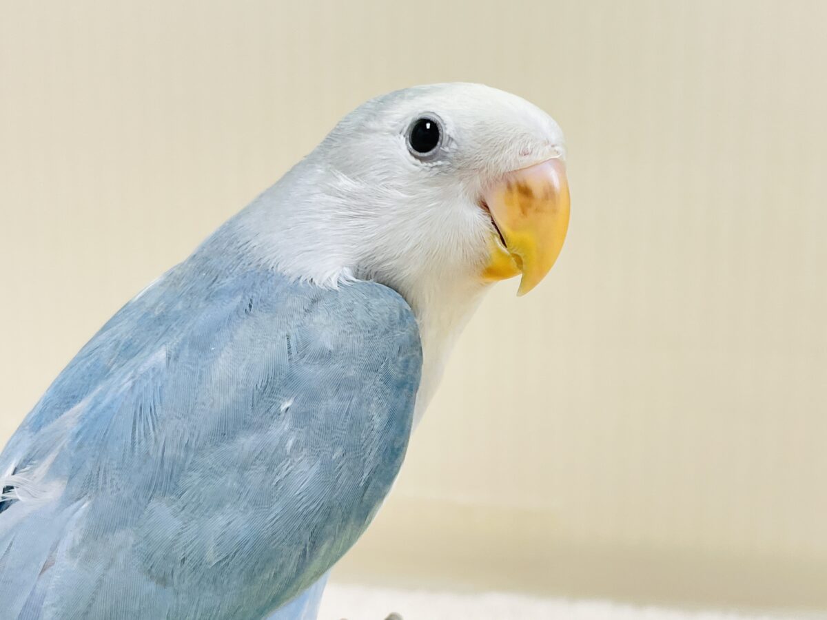 【最新画像】爽やかでクールな夏だよ~😎✨コザクラインコ(ダークチェリーオパーリンパイド) コザクラインコ(小桜インコ)