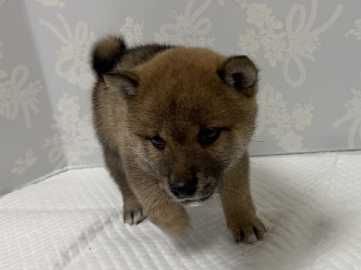 大人気♡豆柴の男の子がやってきた!🐕🩷 豆柴