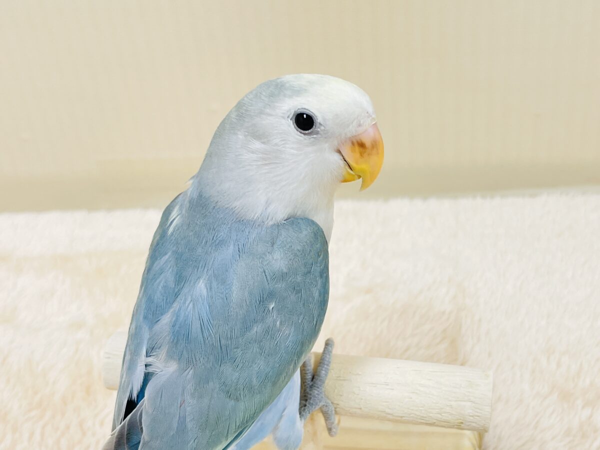 【最新画像】爽やかでクールな夏だよ~😎✨コザクラインコ(ダークチェリーオパーリンパイド) コザクラインコ(小桜インコ)