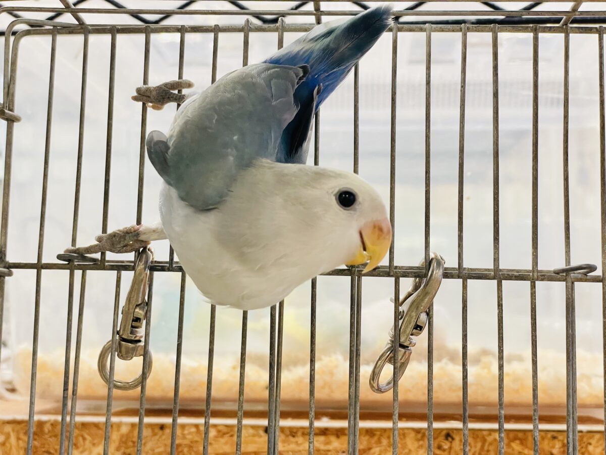 【最新画像】爽やかでクールな夏だよ~😎✨コザクラインコ(ダークチェリーオパーリンパイド) コザクラインコ(小桜インコ)