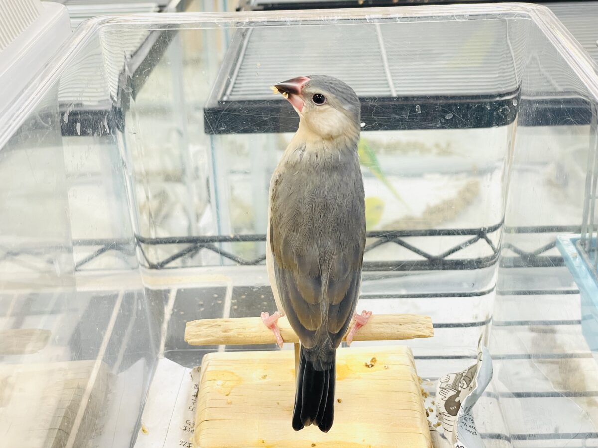 【最新画像】ひとり暮らし満喫中~✨桜文鳥(ヒナ) 桜文鳥