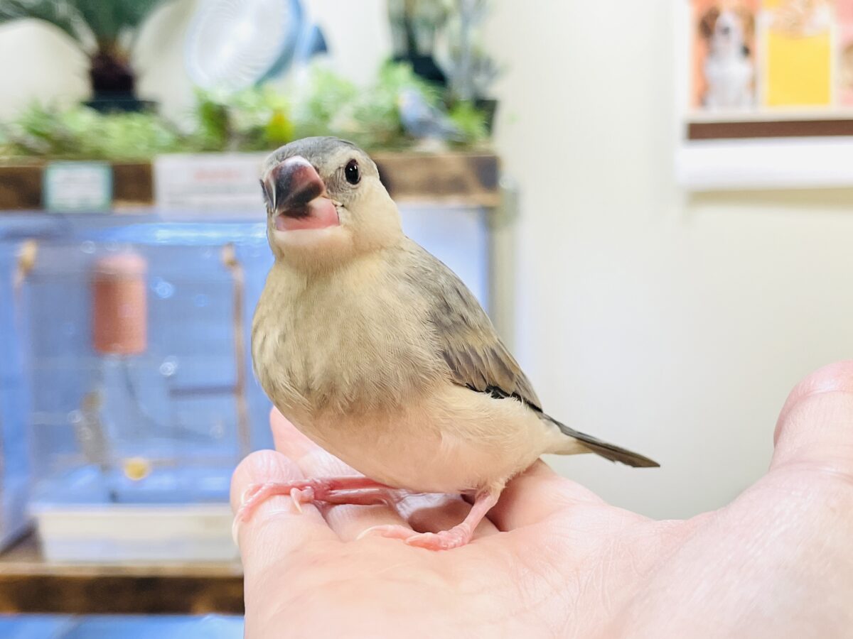 【最新画像】ひとり暮らし満喫中~✨桜文鳥(ヒナ) 桜文鳥
