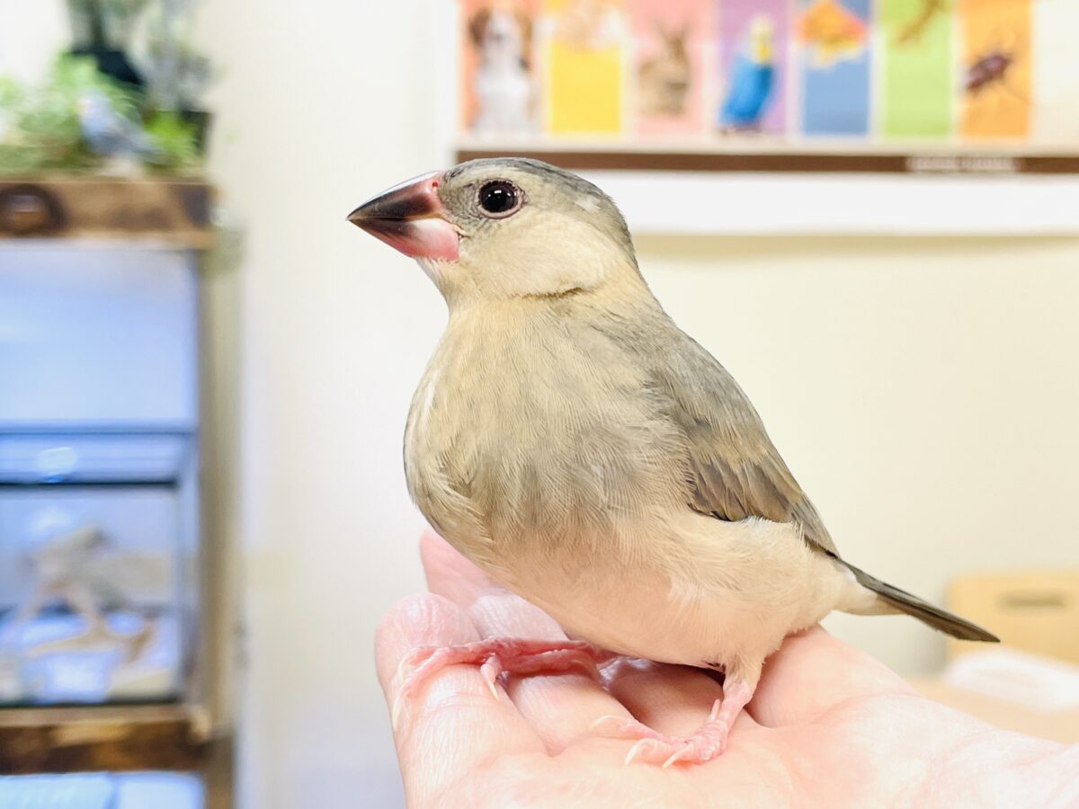 【最新画像】ひとり暮らし満喫中~✨桜文鳥(ヒナ) 桜文鳥