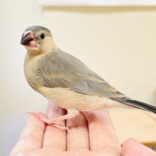 【最新画像】ひとり暮らし満喫中～✨桜文鳥（ヒナ）