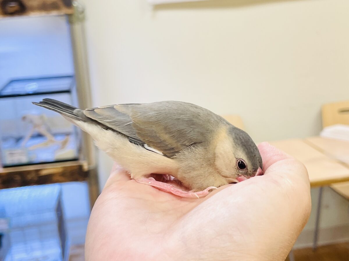 【最新画像】ひとり暮らし満喫中~✨桜文鳥(ヒナ) 桜文鳥