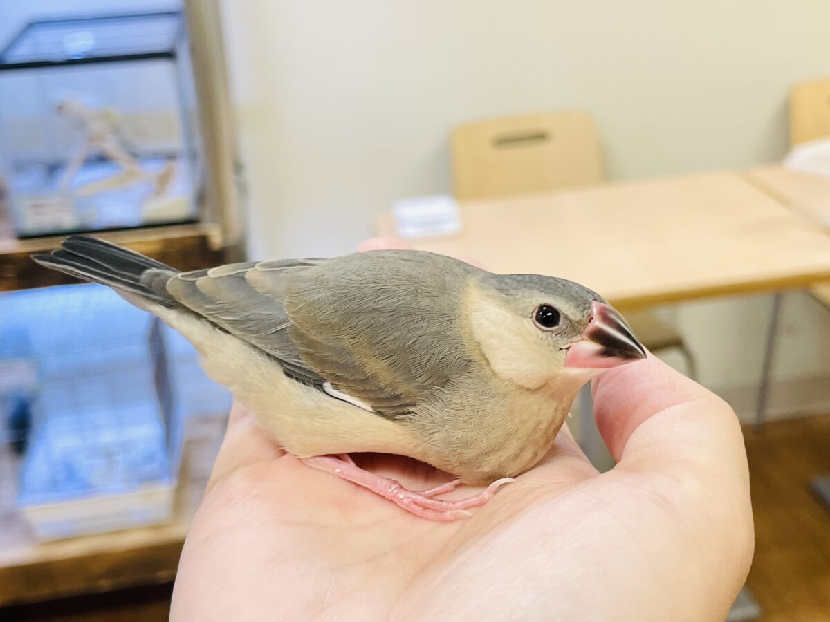 【最新画像】ひとり暮らし満喫中~✨桜文鳥(ヒナ) 桜文鳥