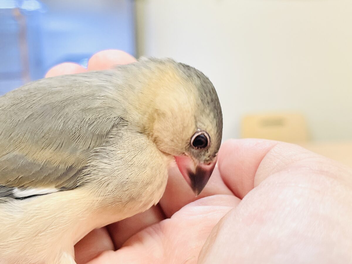 【最新画像】ひとり暮らし満喫中~✨桜文鳥(ヒナ) 桜文鳥