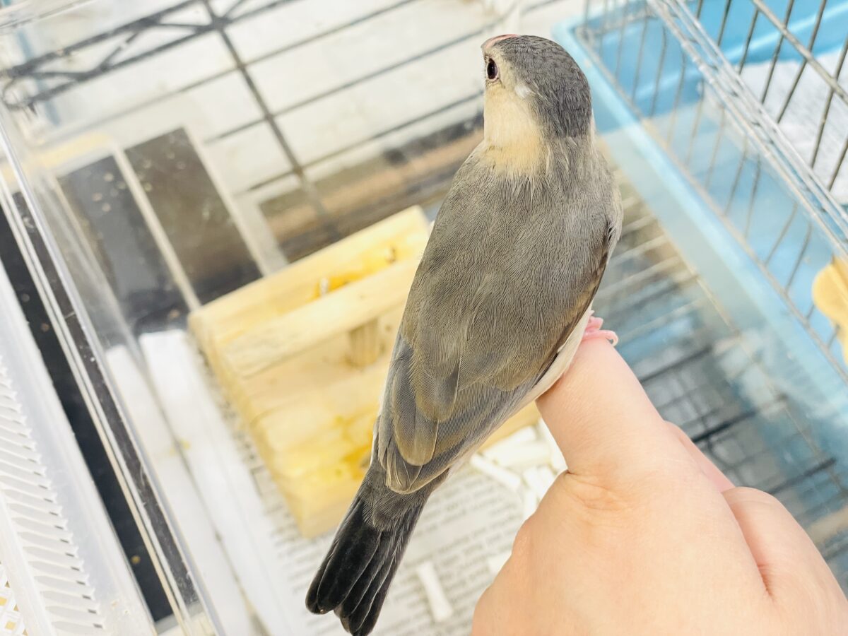 【最新画像】ひとり暮らし満喫中~✨桜文鳥(ヒナ) 桜文鳥