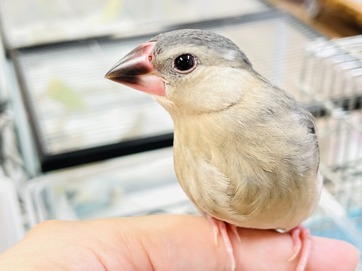 【最新画像】ひとり暮らし満喫中~✨桜文鳥(ヒナ) 桜文鳥