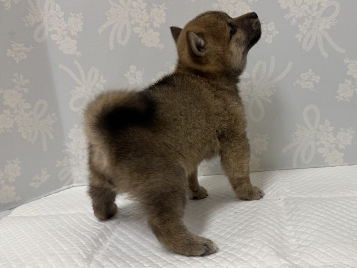 大人気♡豆柴の男の子がやってきた!🐕🩷 豆柴