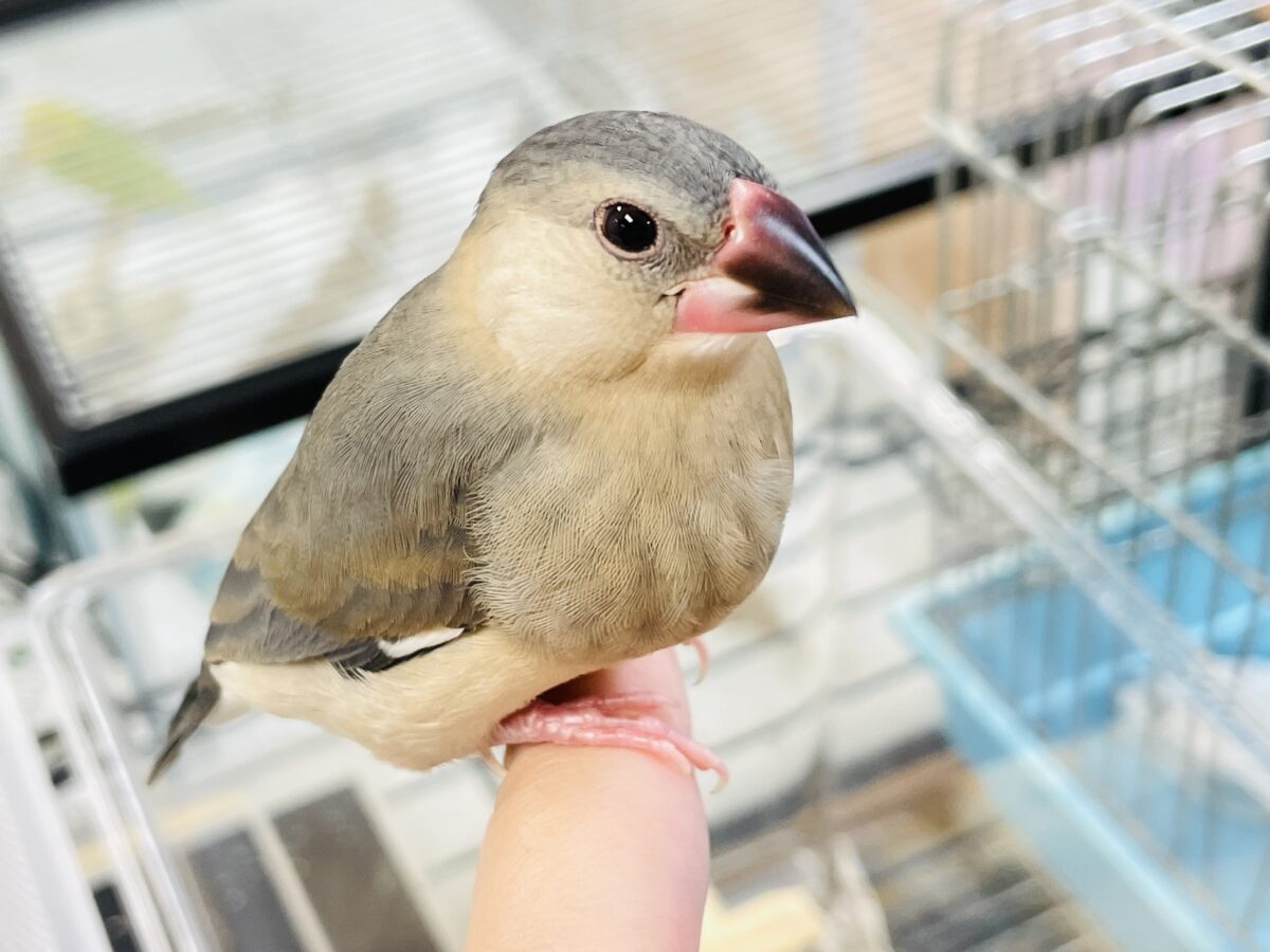 【最新画像】ひとり暮らし満喫中~✨桜文鳥(ヒナ) 桜文鳥