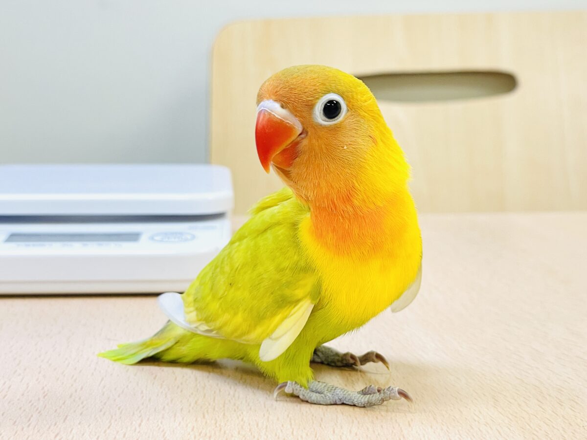 【最新画像】ポップで鮮やか✨ヤマブキボタンインコ(ヒナ) ヤマブキボタンインコ