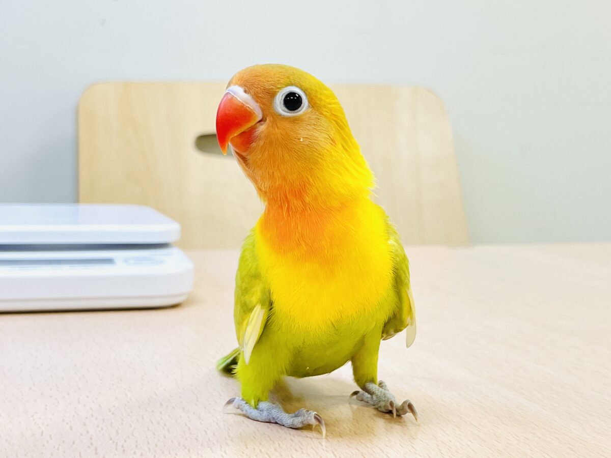 【最新画像】ポップで鮮やか✨ヤマブキボタンインコ(ヒナ) ヤマブキボタンインコ