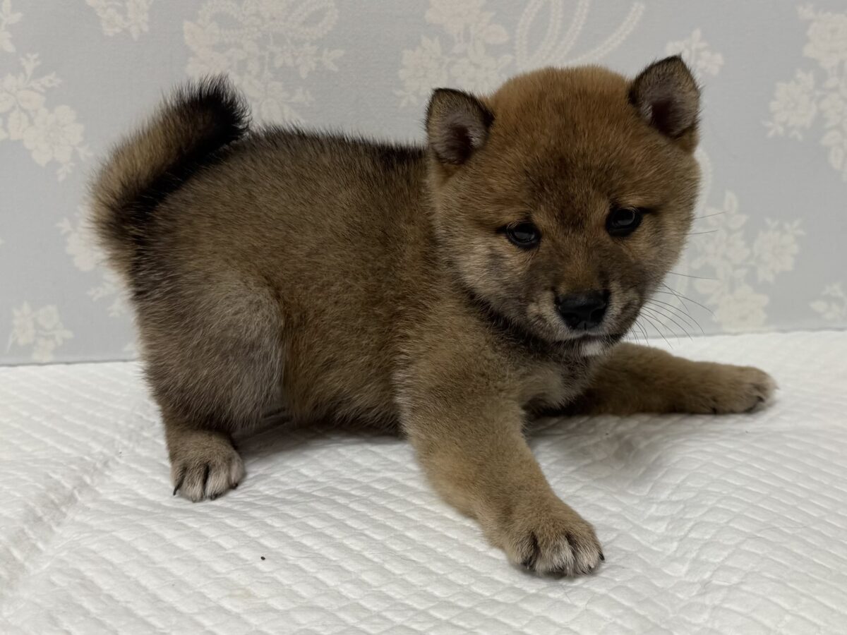 大人気♡豆柴の男の子がやってきた!🐕🩷 豆柴