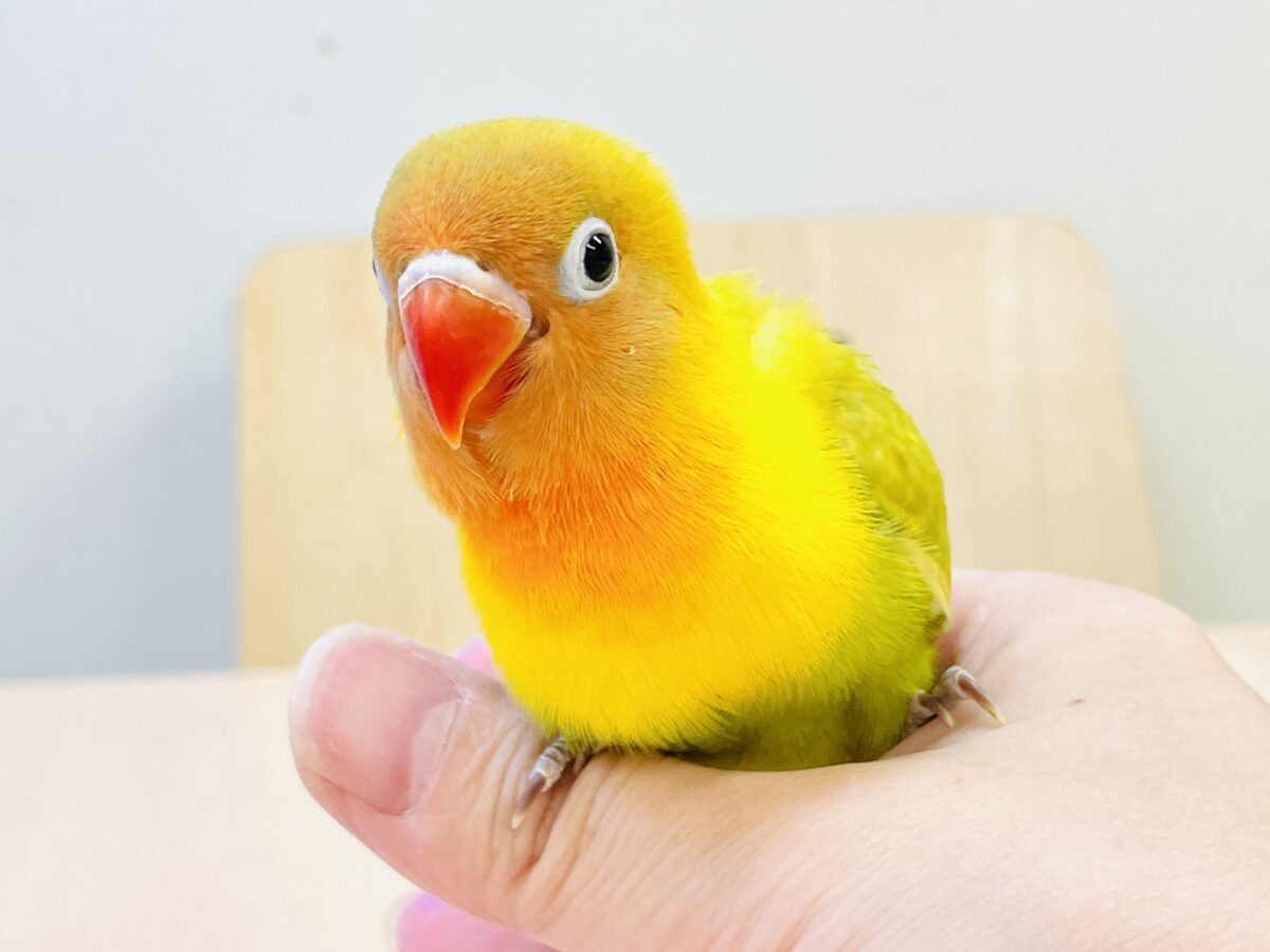 【最新画像】ポップで鮮やか✨ヤマブキボタンインコ(ヒナ) ヤマブキボタンインコ