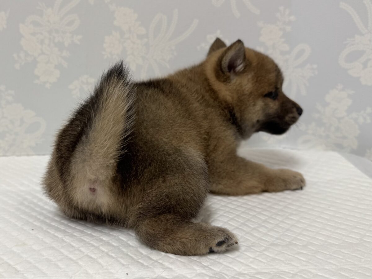 大人気♡豆柴の男の子がやってきた!🐕🩷 豆柴