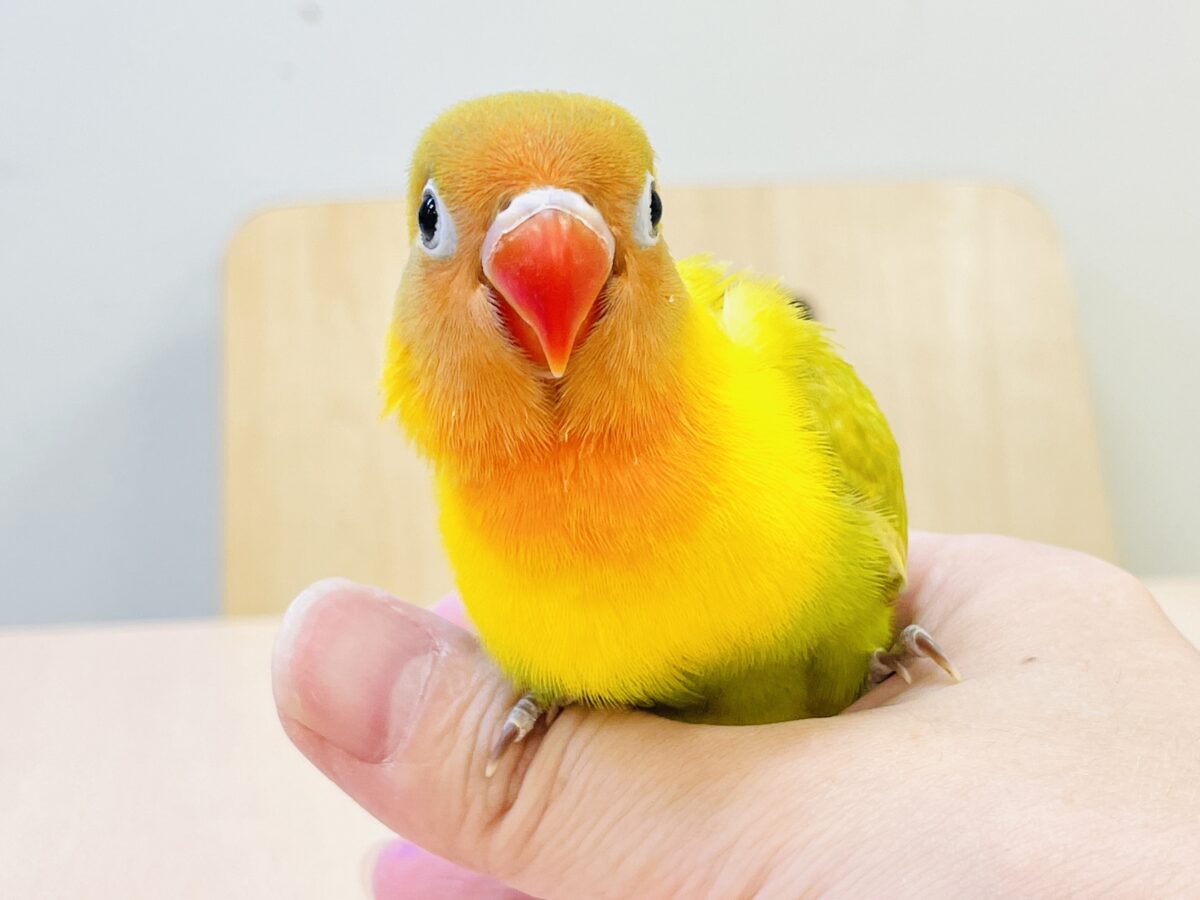 【最新画像】ポップで鮮やか✨ヤマブキボタンインコ(ヒナ) ヤマブキボタンインコ