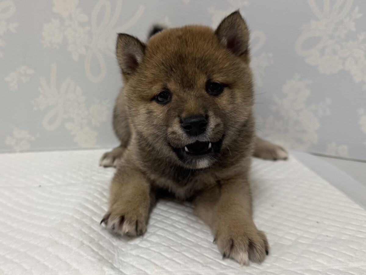 大人気♡豆柴の男の子がやってきた!🐕🩷 豆柴