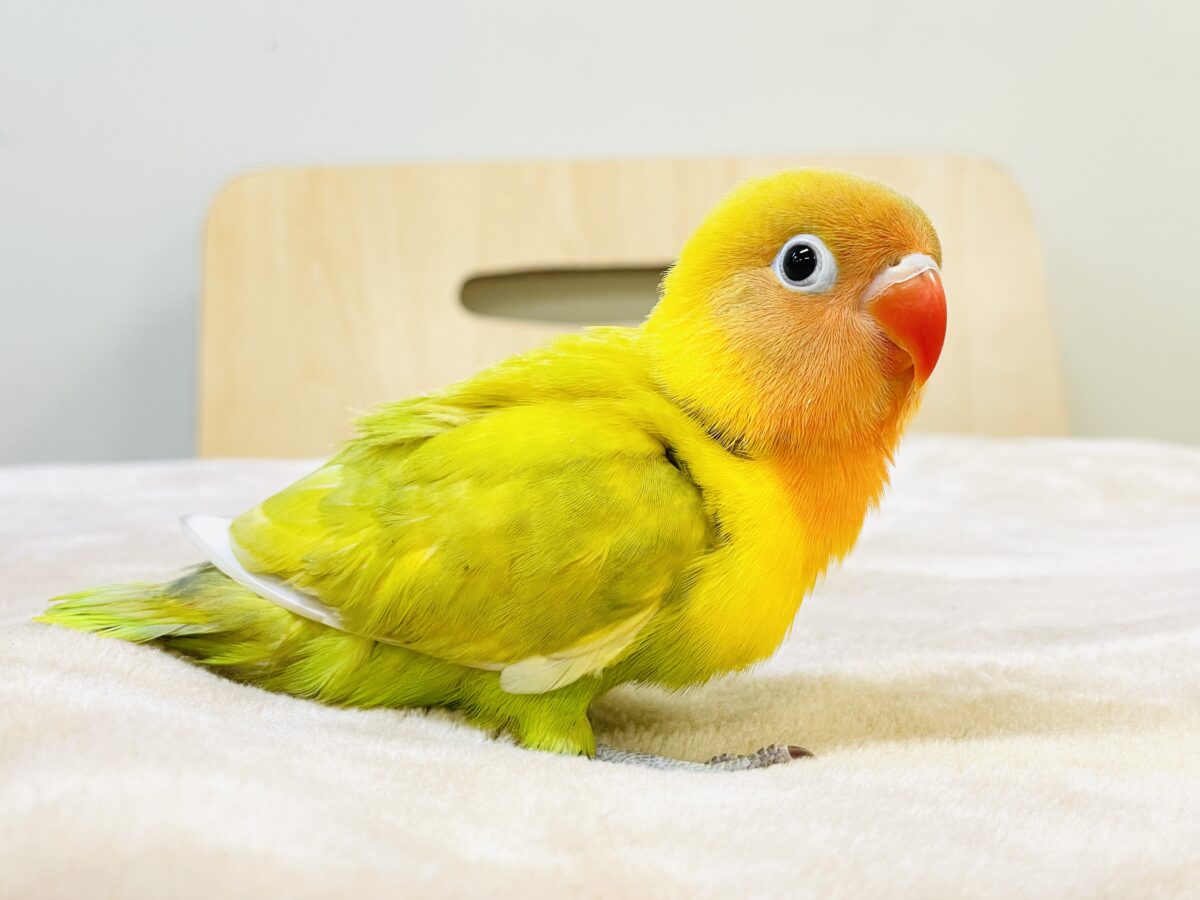 【最新画像】ポップで鮮やか✨ヤマブキボタンインコ(ヒナ) ヤマブキボタンインコ
