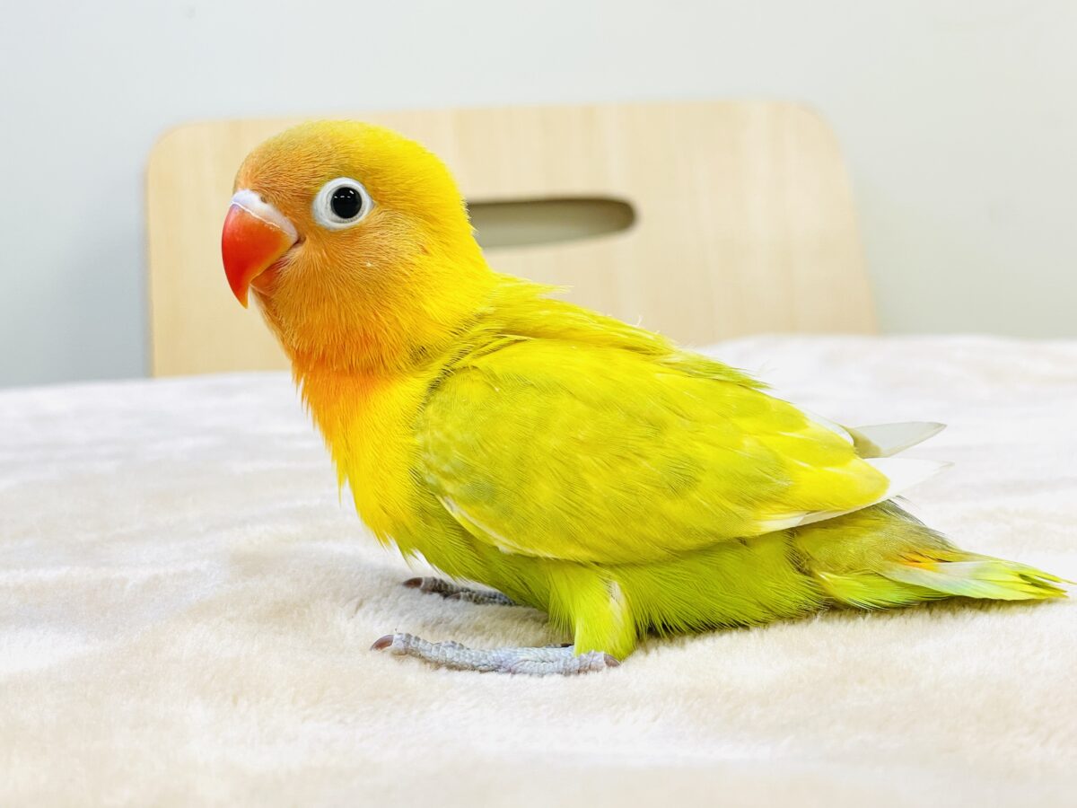 【最新画像】ポップで鮮やか✨ヤマブキボタンインコ(ヒナ) ヤマブキボタンインコ