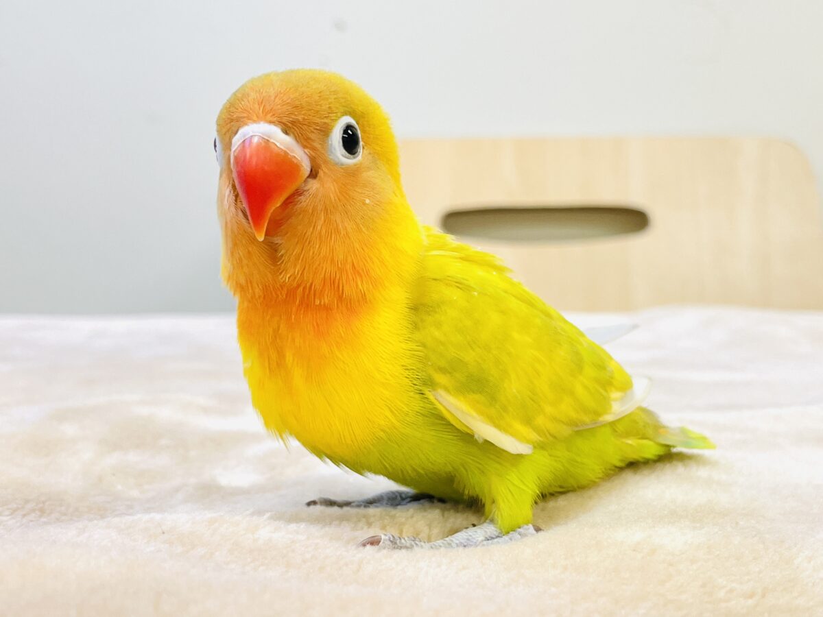 【最新画像】ポップで鮮やか✨ヤマブキボタンインコ(ヒナ) ヤマブキボタンインコ