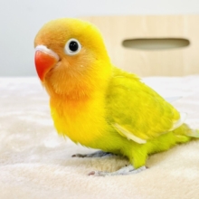 【最新画像】ポップで鮮やか✨ヤマブキボタンインコ（ヒナ）